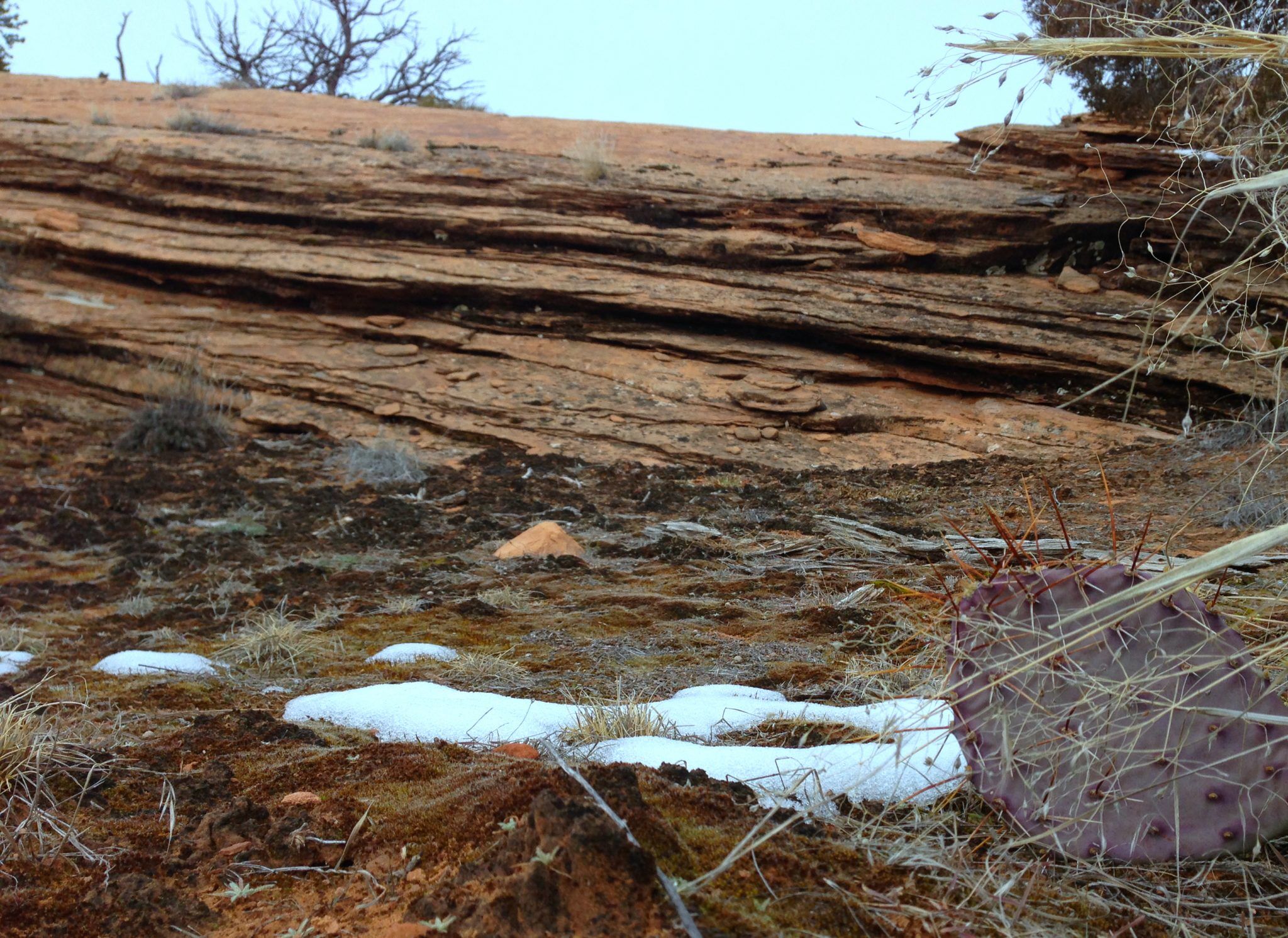 The Dirt Breathes: Cryptobiotic Soil | River Currents Blog